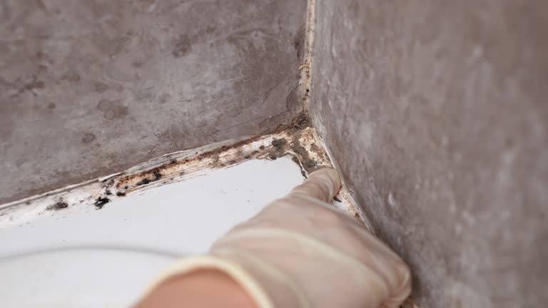 Best Mold Damage Restoration  in Estes Park, CO